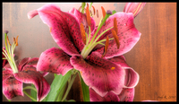 Flower_power