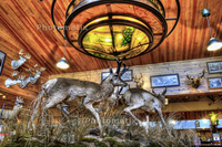 Taxidermy