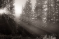 Fog-1