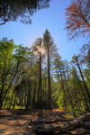 Yosemite