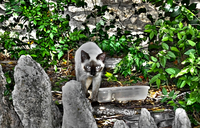 Stray_kitty_2