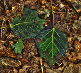 Fall-leaves