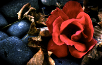 Flower_pic_10