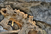 Hdr-lions