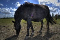 _dsc4720_tonemapped
