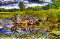 Surreal_driftwood_tonemapped