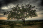 Sinister-oak-tree