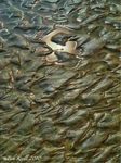 Sand-puddle