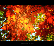 Dsc_2464_5_6_tonemappedproc