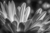 Dasy_b_w