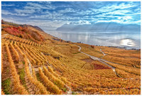 14_lavaux_-_website_800px_w41