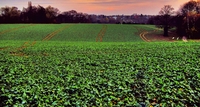 Field-panorama-tonemapped
