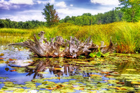 Surreal_3_driftwood_tonemapped