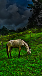 Caballo