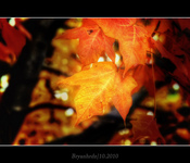 Autumbrown