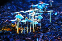 Img_2906_psd