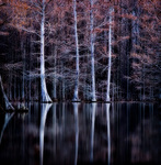 Cedarreflection