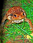 French-toad-hdr