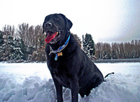 Snowwalk_hdr2