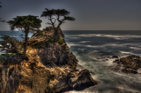 Cypress_tree