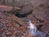Early_morning_light_reflection_in_a_stream
