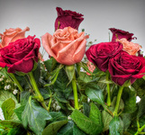Roses