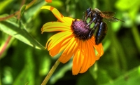 Bumblebee