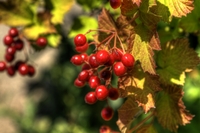 Berries