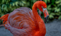 Flamingo-hdrl-1