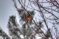 Xmas_snow_birds_10