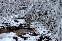 Dec26_2010_snow_1