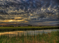 Red_hawk_mornig