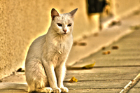 Dsc05029
