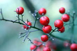 Red-berries