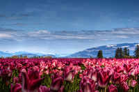 Fields_of_flowers