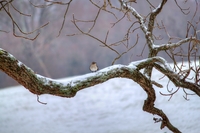 Out_on_a_limb