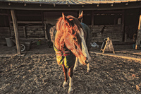 Horse-7