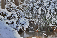 Snow_dec_2010_42crop
