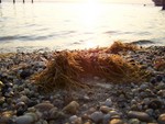 Bay
