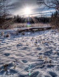 Pinckney4-copy