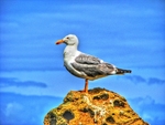 Seagull