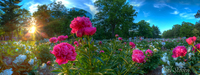 Arb_mott