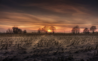 Maisfeld-bei-sonnenuntergang-surreal