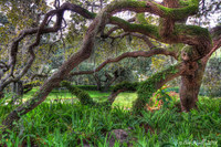 Twisted-oak