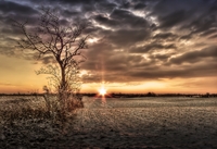 Hdr-baum-am-feldrand