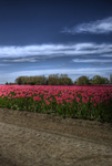 Tulip_filed