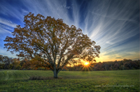 Kentreefieldsunset