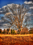 Old_oak
