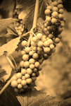 Grapes_tonemapped