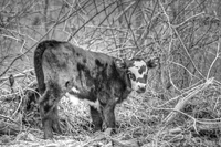 Calf_2